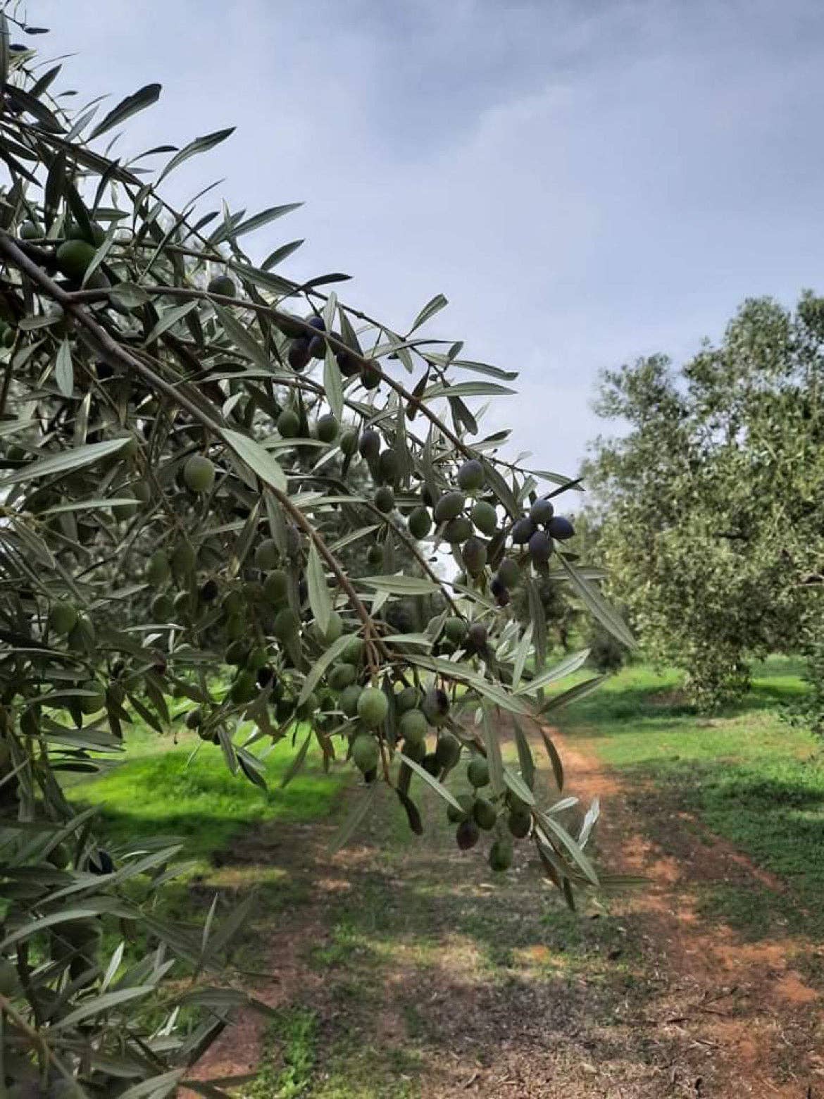 Platinum Award Winner | Spartan Gold with BASIL Premium Extra Virgin Olive Oil (EVOO) | Single Estate | 250ml