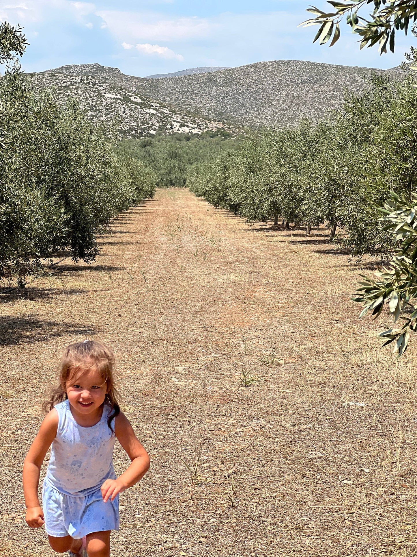 Platinum Award Winner | Spartan Gold with BASIL Premium Extra Virgin Olive Oil (EVOO) | Single Estate | 250ml