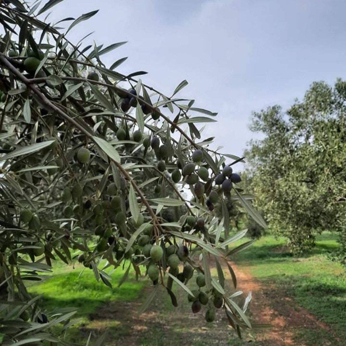 Gold & Silver Award Winner | Spartan Gold Ultra Premium Extra Virgin Olive Oil (EVOO) | Single Estate | 250ml