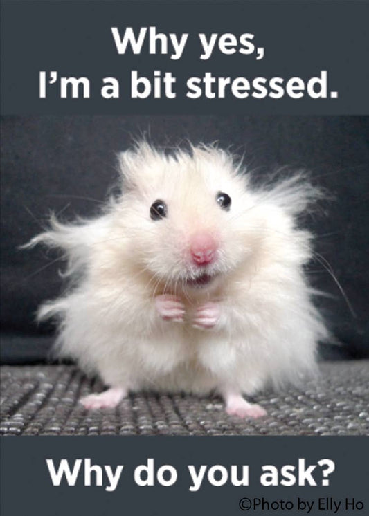 Magnet - Why yes, I'm a bit stressed