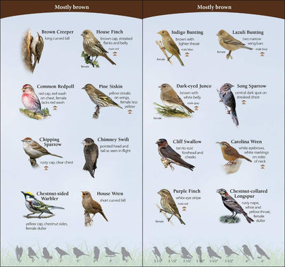 Birds of Midwest Quick Guide