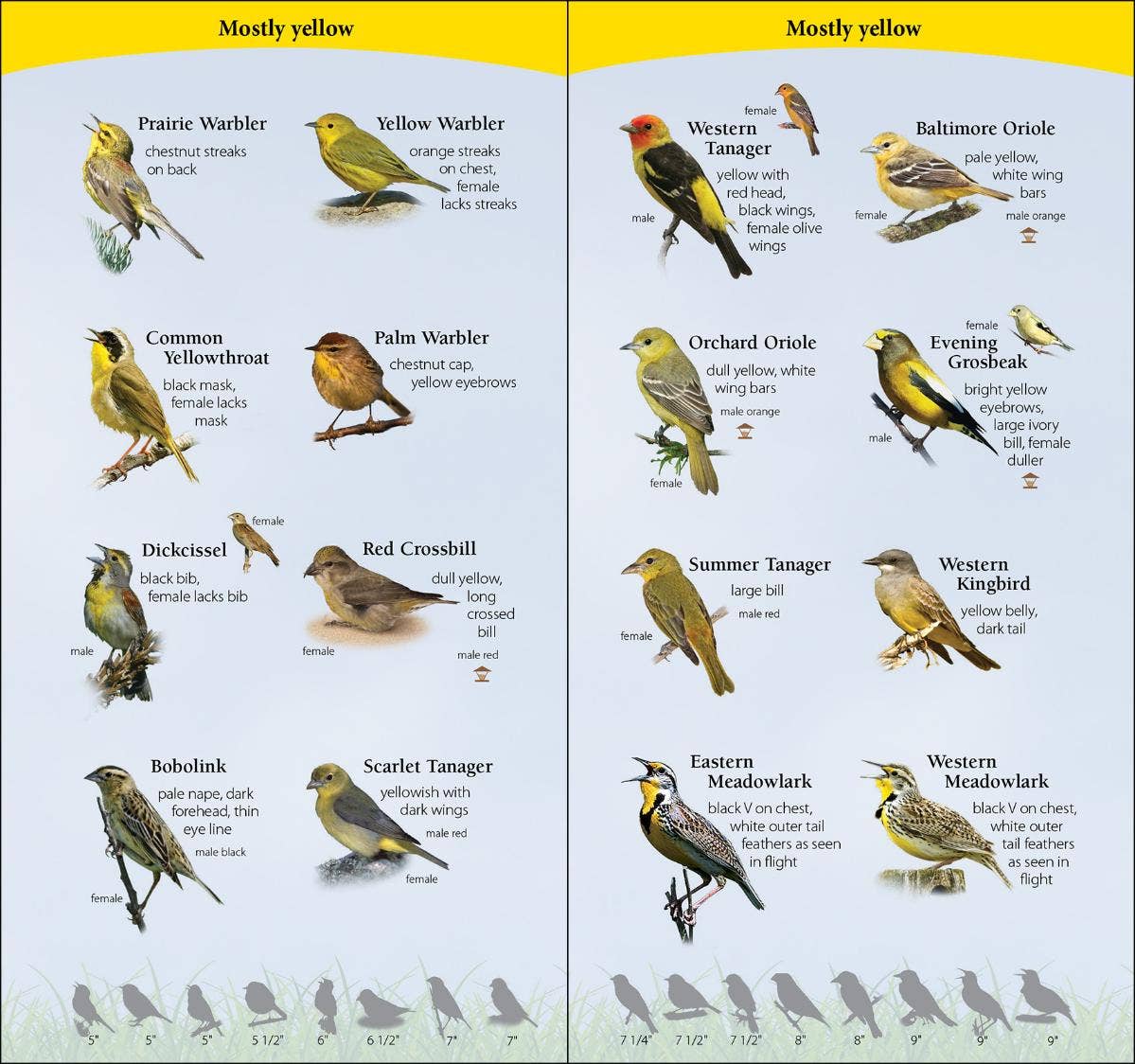 Birds of Midwest Quick Guide