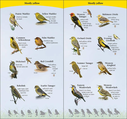 Birds of Midwest Quick Guide