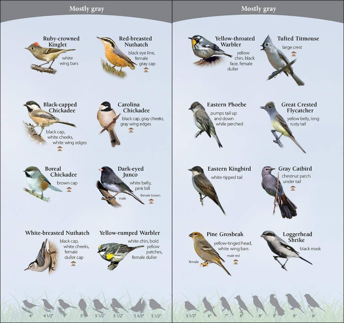 Birds of Midwest Quick Guide