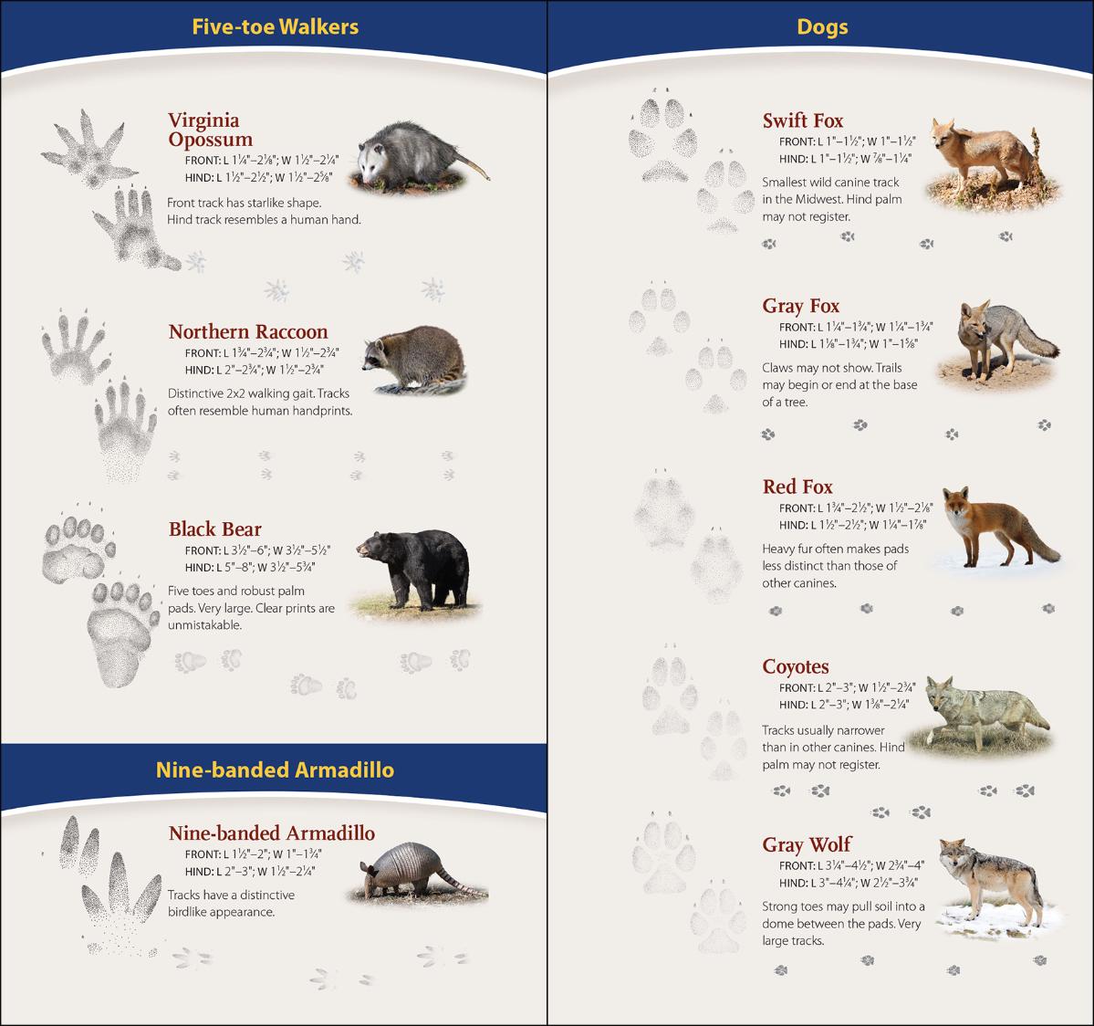 Animal Tracks of Midwest Quick Guide