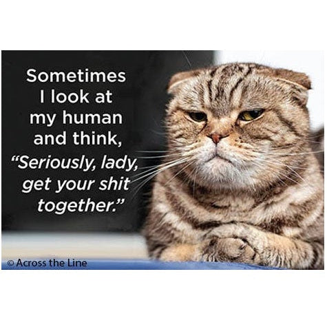 Cat with humorous text on a white background