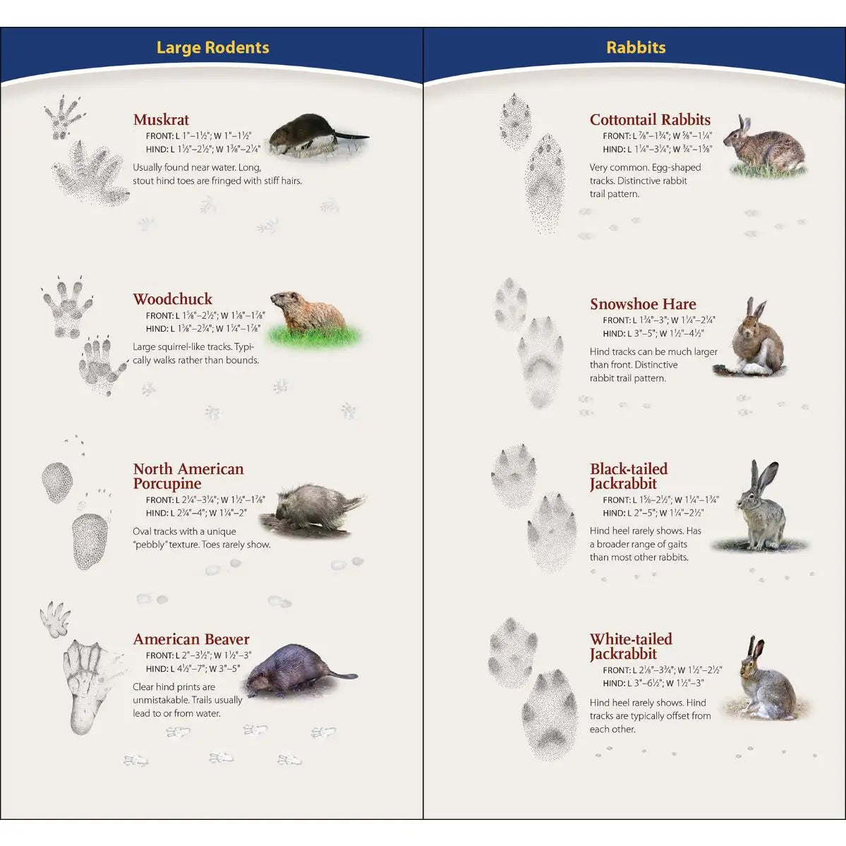 Animal Tracks of Midwest Quick Guide