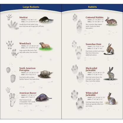 Animal Tracks of Midwest Quick Guide