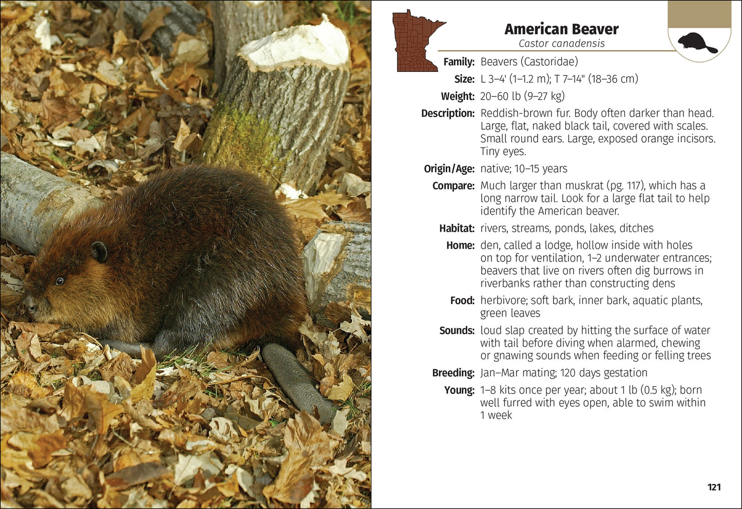 Mammals of Minnesota Field Guide 2e