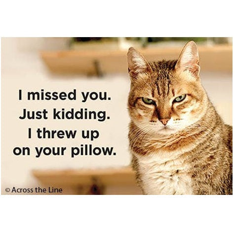 Cat with humorous text overlay on a white background